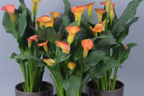 Lady Marmelade | penningsbloembollen