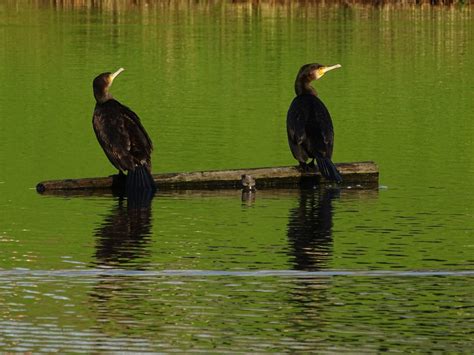 Aalscholvers Zeelandnet Foto