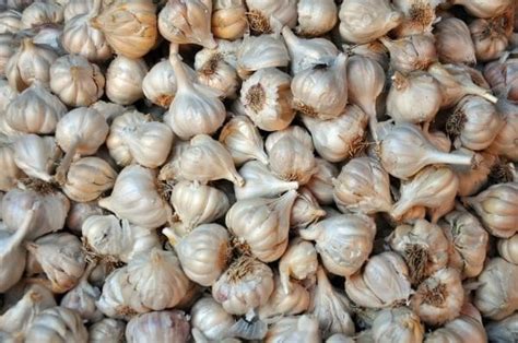 Organic Garlic Utsav Earth