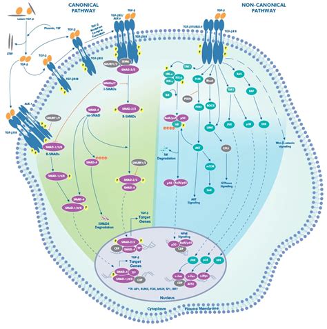 Tgf Beta Interactive Pathway