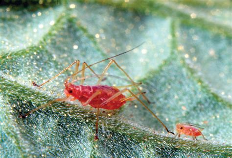 Ufifas Vegetable Arthropod Pest Photographs Cd Rom Ii