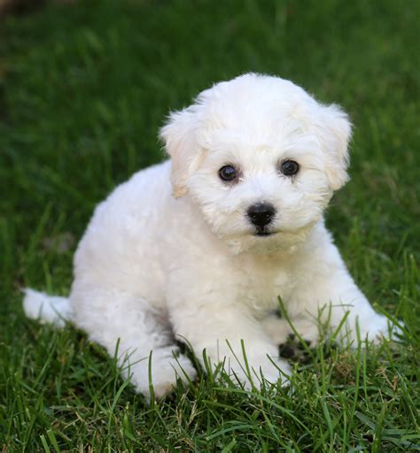 bichon frise steckbrief charakter wesen und haltung