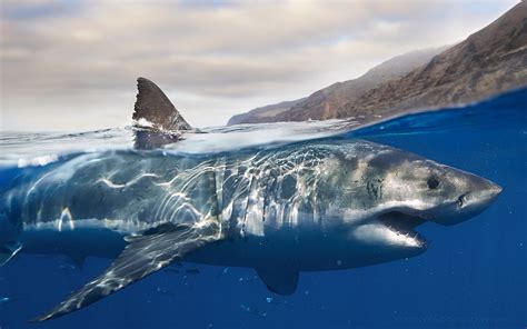1680x1050 Great White Shark Windows Wallpaper Coolwallpapersme