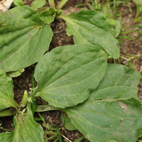 Plantago major (broadleaf plantain)