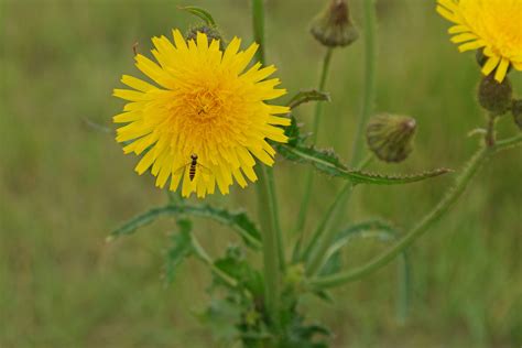 Осот полевой (111 фото) » НА ДАЧЕ ФОТО