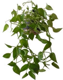 Ампельные растения для дома