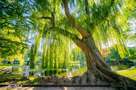 The Willow Tree