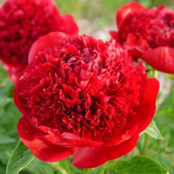 Саженцы Пион Уайт, купить в Крыму