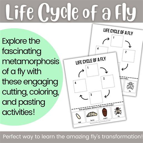 Life Cycle of a Fly Worksheet