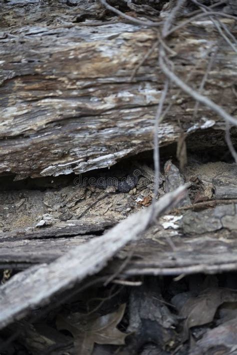Juvenile Cottonmouth Snake In The Shade Stock Image Image Of Natural