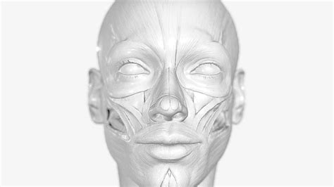 Rostro D Models Sketchfab