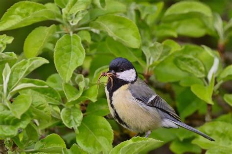 Do Birds Eat Spiders: What You Need To Know! - The Wildlife Quest