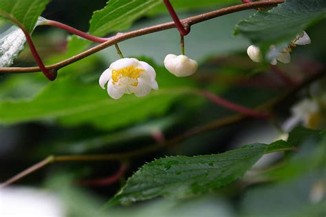 Actinidia polygama / Matatabi