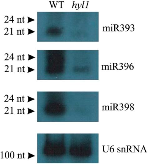 Detection Of Some Of The Mature MiRNAs Which Biogenesis Strongly