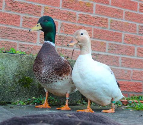 Silver Bantam - British Waterfowl Association