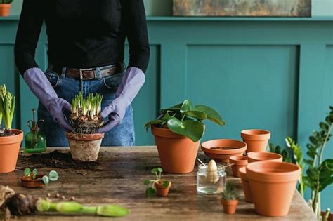 Jardinero de mujer está trasplantando hermosas plantas cactus