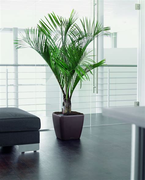 Одиночные растения в интерьере (37 фото) - красивые картинки и HD фото