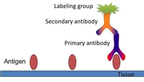 Immunohistochemistry Protocol Creative Biomart