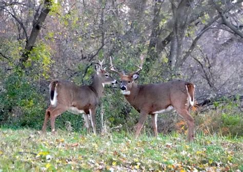 Wisconsin Hunting The Gun Laws 2025
