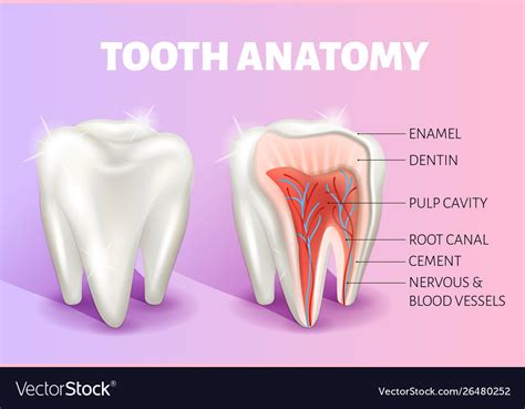 tooth anatomy infographics realistic  royalty  vector