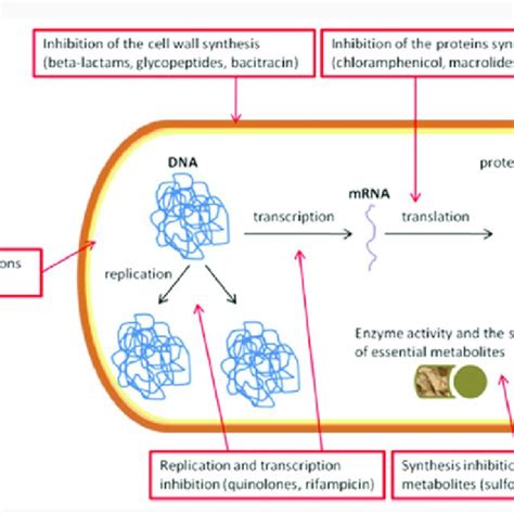 Mechanism of action for the antibiotics. | Download Scientific Diagram
