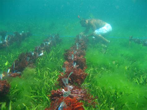 Setapak Berjejak Balai Budidaya Laut Sekotong NTB IV