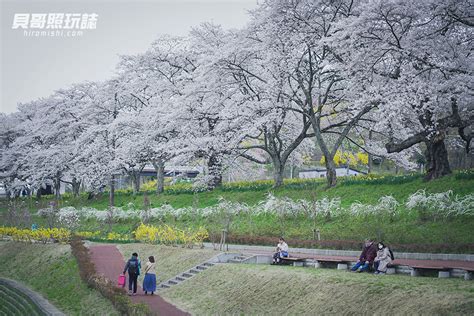 【日本東北賞櫻】白石川堤一目千本櫻｜宮城縣唯一櫻花名所百選 貝哥 照玩誌