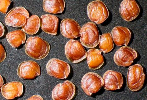 Арабис кавказский (резуха кавказская): выращивание, фото сортов литл ...