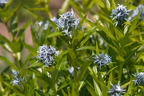 Blue Star (Amsonia): Plant Care and Growing Guide