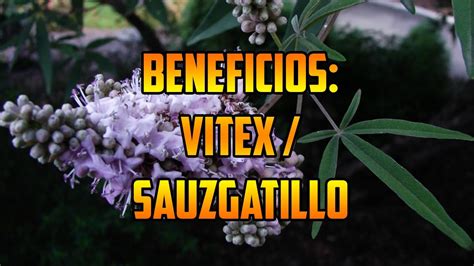 PARA QUE SIRVE SAUZGATILLO VITEX Propiedades Fertilidad BENEFICIOS