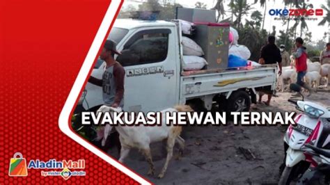 Pasca Erupsi Gunung Semeru Warga Balik Ke Rumah Evakuasi Hewan Ternak