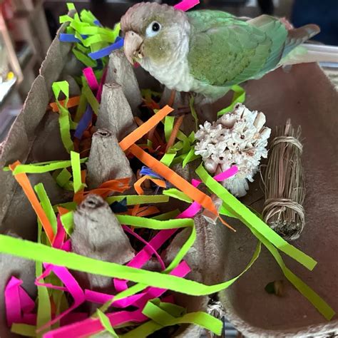Organic Best Parrotlet Seed Mix Suitable For Any Small Bird Runzas