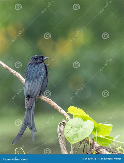 A Drango Sitting on a Branch Stock Image - Image of indian, portrait ...