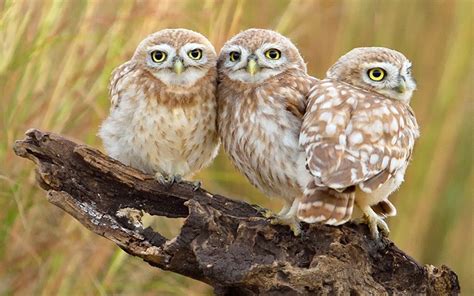 Картинка 3 Совы – Telegraph