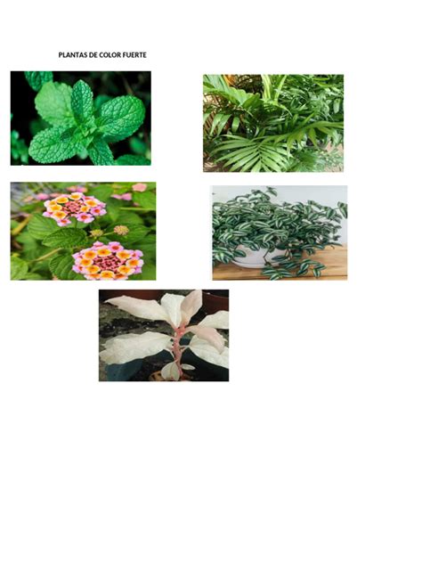 Vweduras Y Frutas Plantas Colores Fuertes Pdf