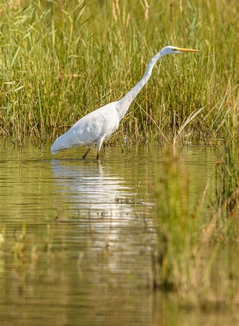 Great Egret Common Free Photo On Pixabay Pixabay