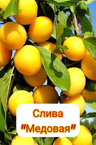 Слива Медовая - купить с доставкой по выгодным ценам в интернет ...