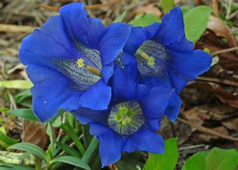 Nahuby.sk - Fotografia - horec clusiov Gentiana clusii Perr. et Songeon