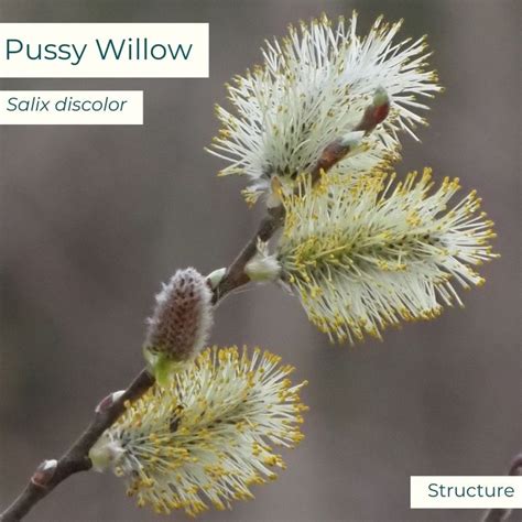 Pussy Willow Grounded