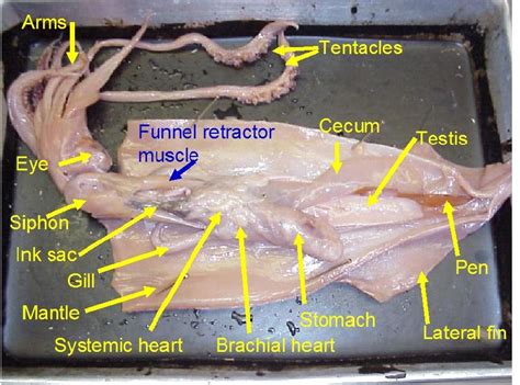 Squid dissection - SHEDD AQUARIUM
