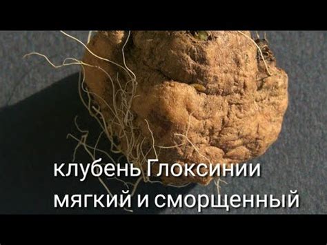 КЛУБЕНЬ ГЛОКСИНИИ ВЫСОХ ,СМОРЩИЛСЯ ,ЧТО ДЕЛАТЬ. - YouTube
