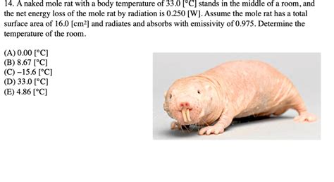 Solved 14 A Naked Mole Rat With A Body Temperature Of 33 0 Chegg