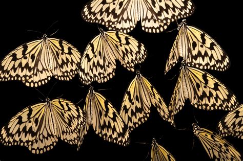 Ins029 00005 Joel Sartore