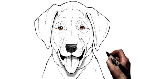 The Easy Way To Draw A Labrador Puppy Puppy Drawing E