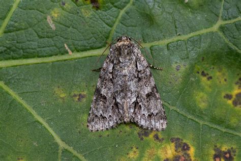 Acronicta auricoma (Goudhaaruil) | Rekem, Belgium | Koen Thonissen | Flickr