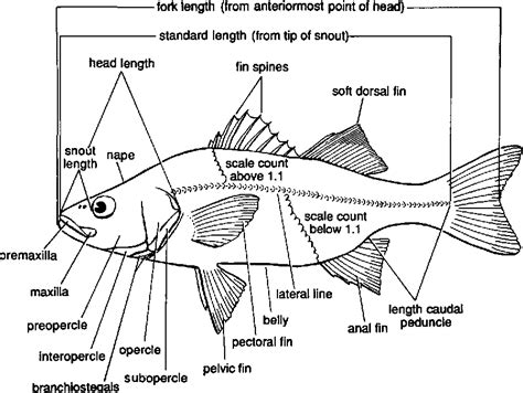 Pdf Taxonomic Methods Morphology Semantic Scholar