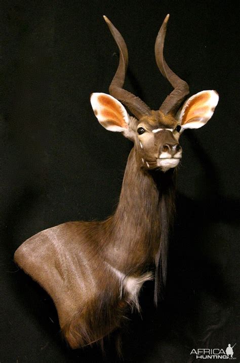 Nyala Shoulder Mount Wall Pedestal Taxidermy