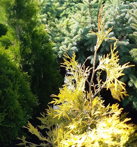 Купить саженцы хвойных растений для сада в садовом питомнике Garden Flora