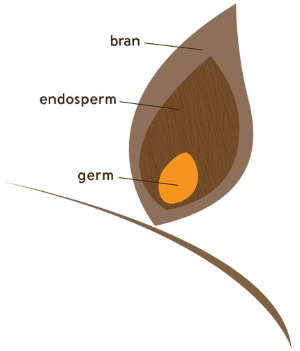 Parts Of The Whole Wheat Kernel Great Harvest Bread Whole Grain