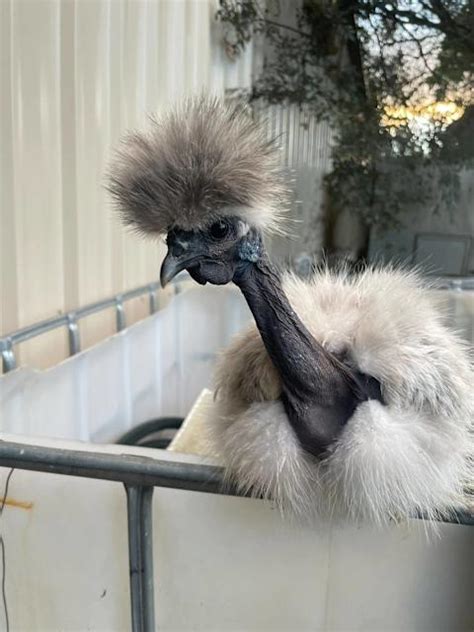Naked Neck Silkie Chickens Showgirls Livestock Gumtree Australia The Hills District Box